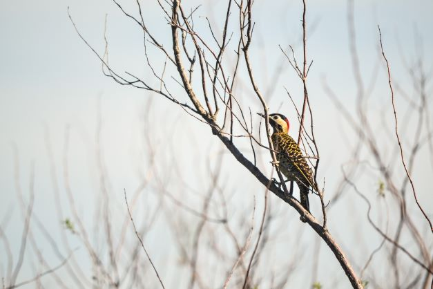 Avistaje de flora y fauna